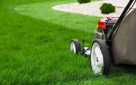 Mulcirea gazonului – Ghid complet pentru ingrijirea perfecta a peluzei